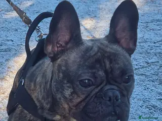 French Bulldog dogs Male french bulldog - Advert 7