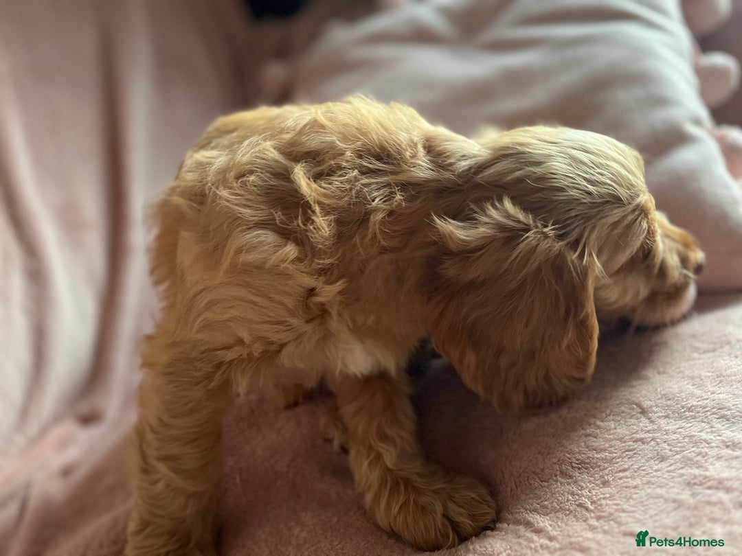 Cockapoo dogs for sale: Rare F1 apricot/ red fox DNA PRCD-PRA clear - Image 29