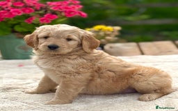 Goldendoodle dogs for sale: Exeptional Goldendoodle puppies F1b - Image 1