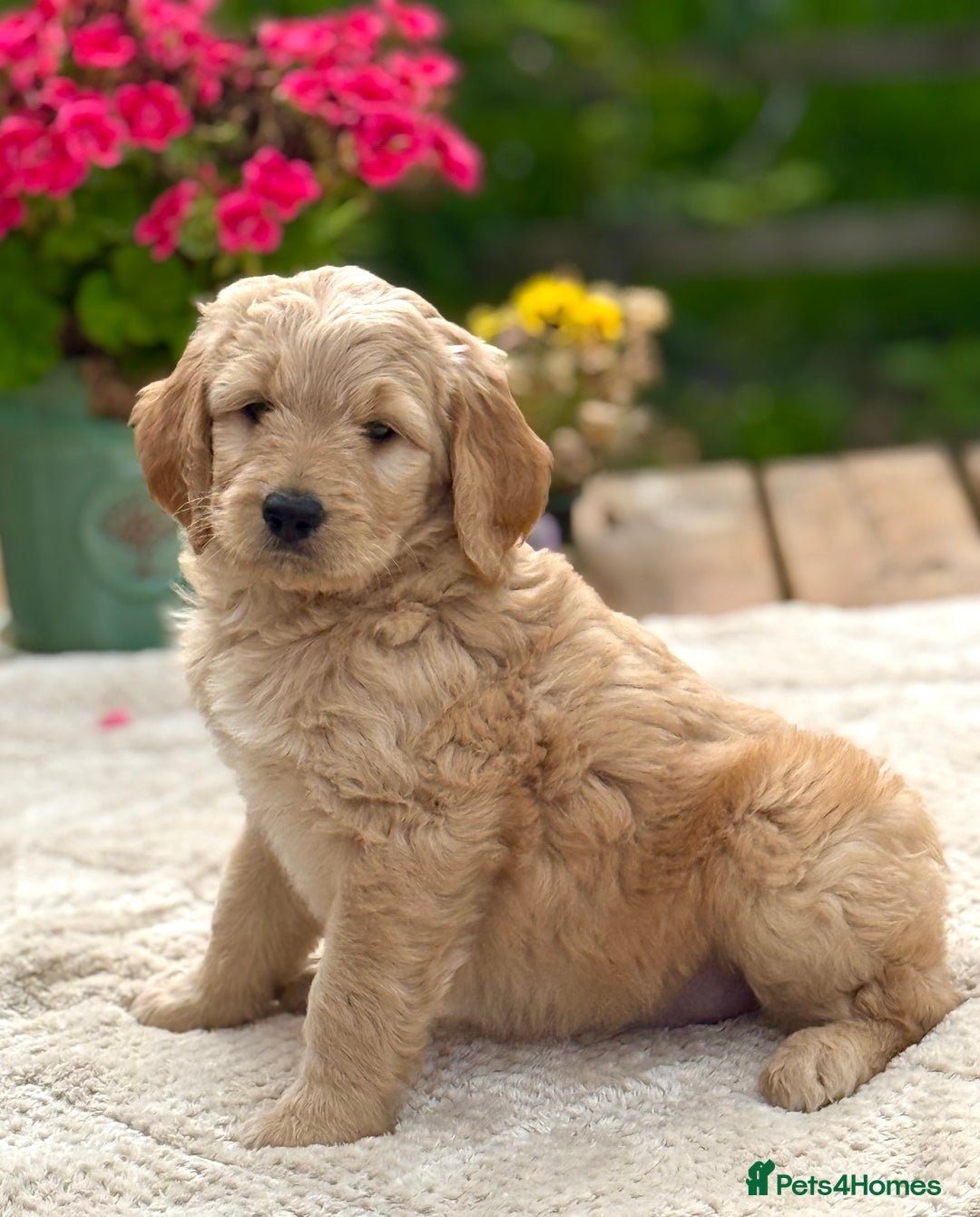 Goldendoodle dogs for sale: Exeptional Goldendoodle puppies F1b - Image 1