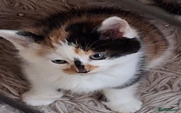 Mixed Breed cats for sale: 3 adorable little kittens for sale  - Image 5
