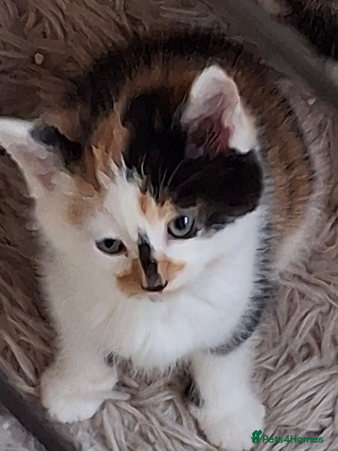 Mixed Breed cats for sale: 3 adorable little kittens for sale  - Image 5