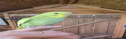 Budgerigars birds for sale: Gorgeous Baby Budgies - Advert 6