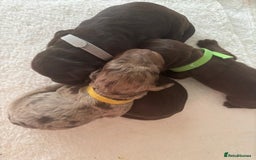 Cockapoo dogs for sale: Cockapoo puppies - Image 5