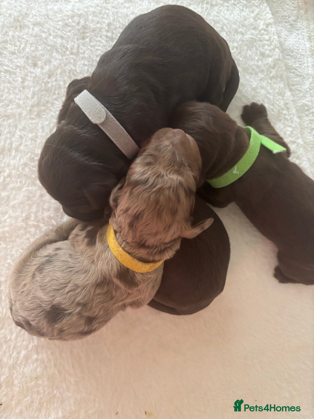 Cockapoo dogs for sale: Cockapoo puppies - Image 5