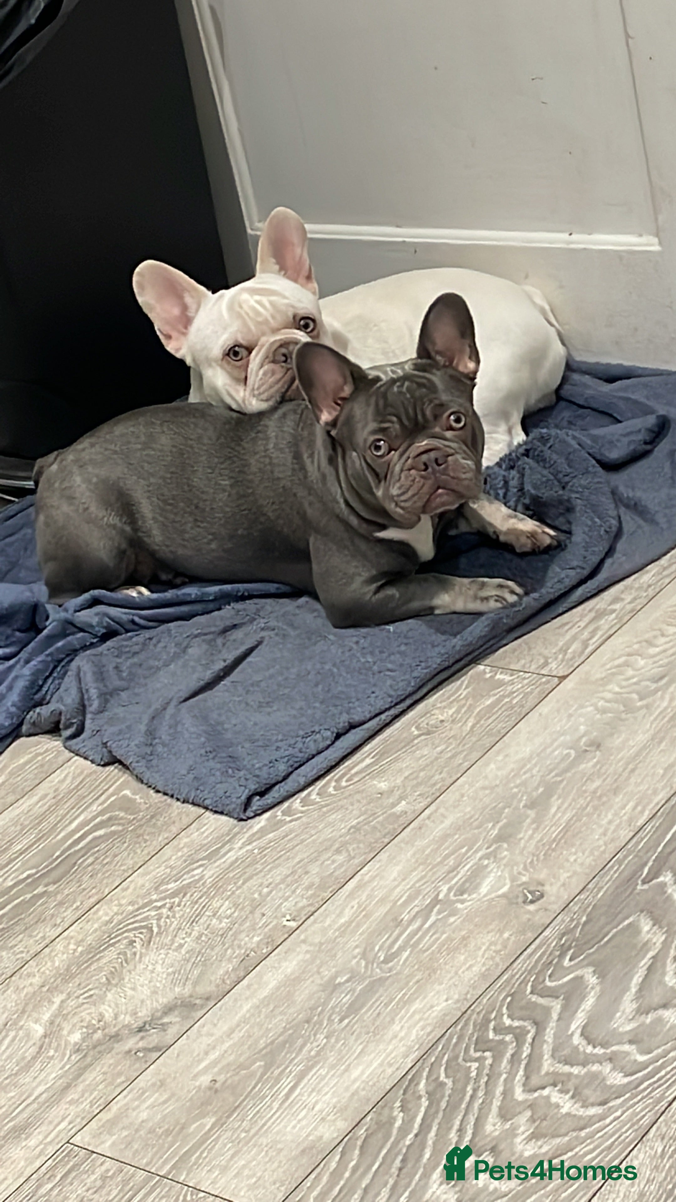 French Bulldog dogs French bulldog puppy - Advert 1