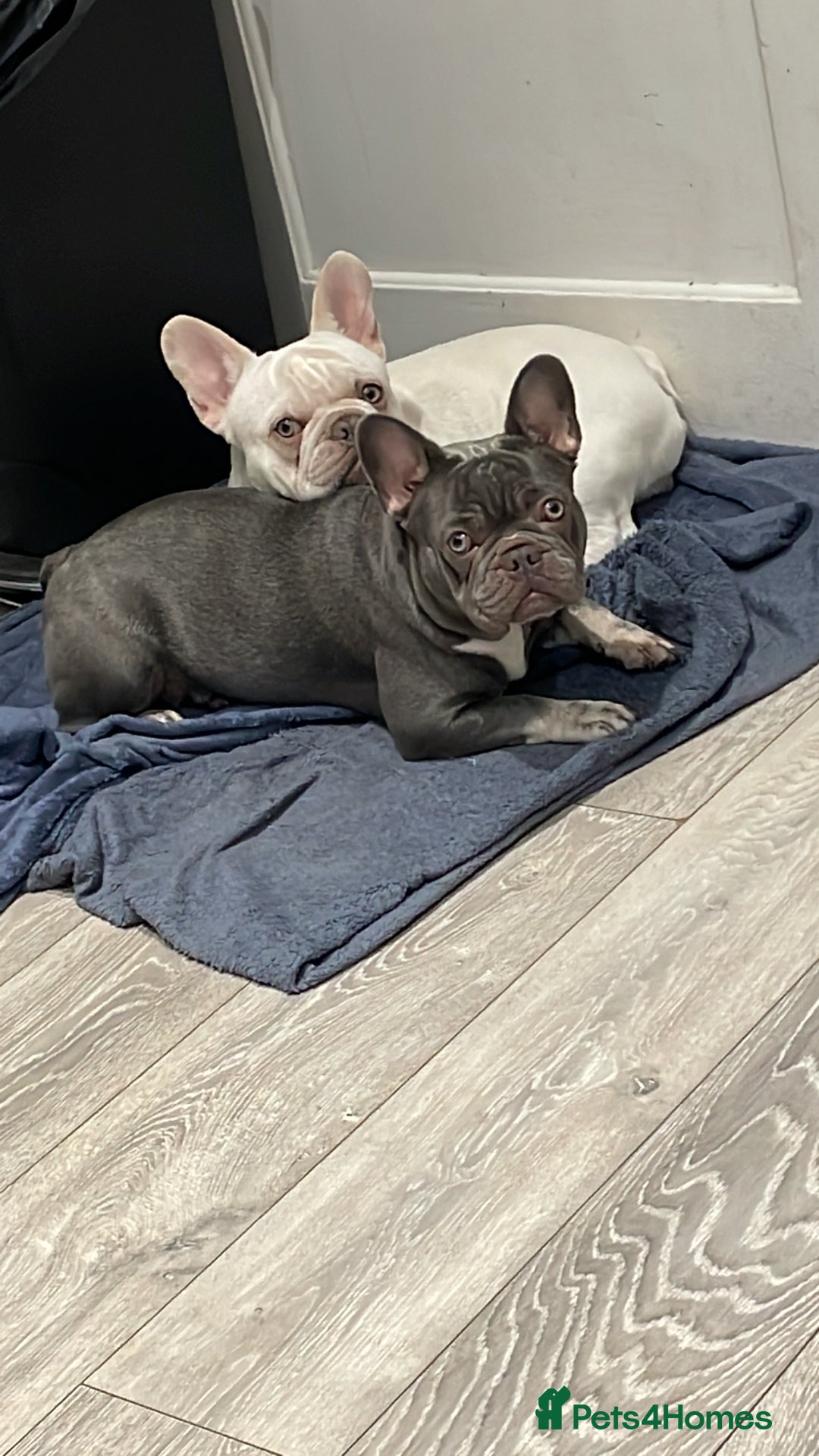 French Bulldog dogs for sale: French bulldog puppy - Advert 1