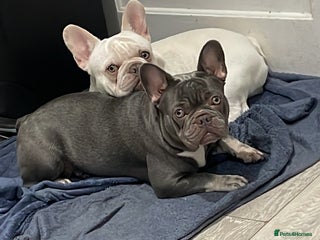 French Bulldog dogs French bulldog puppy - Advert 1