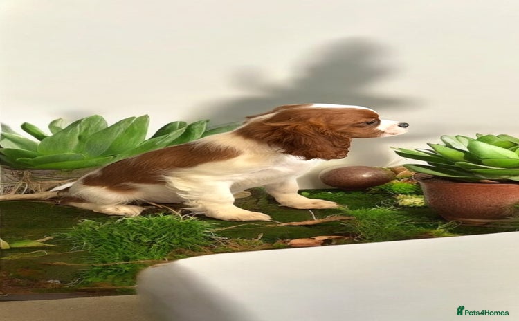 Cavalier King Charles Spaniel dogs - Advert 8
