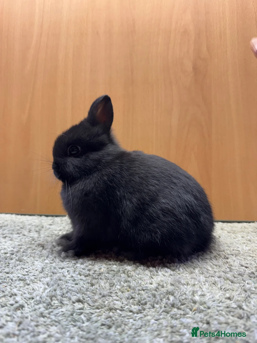 Netherland Dwarf rabbits for sale: Mini Rex cinnamon and netherland dwarfs  - Advert 13