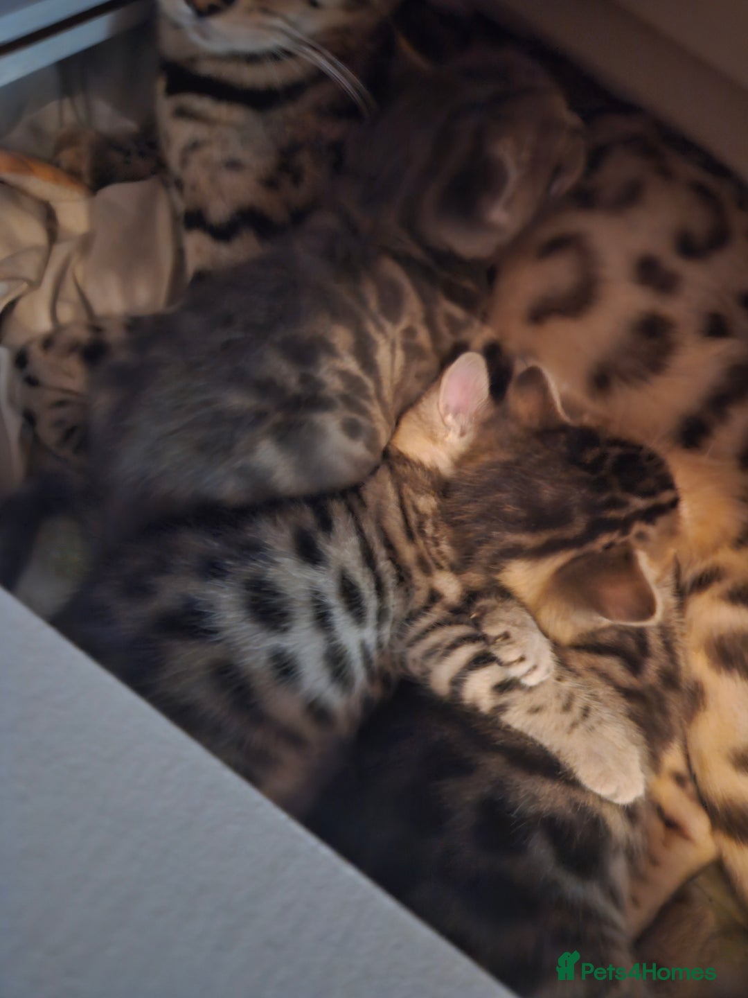 Bengal cats for sale: Pure pedigree bengals avaliable  - Image 25