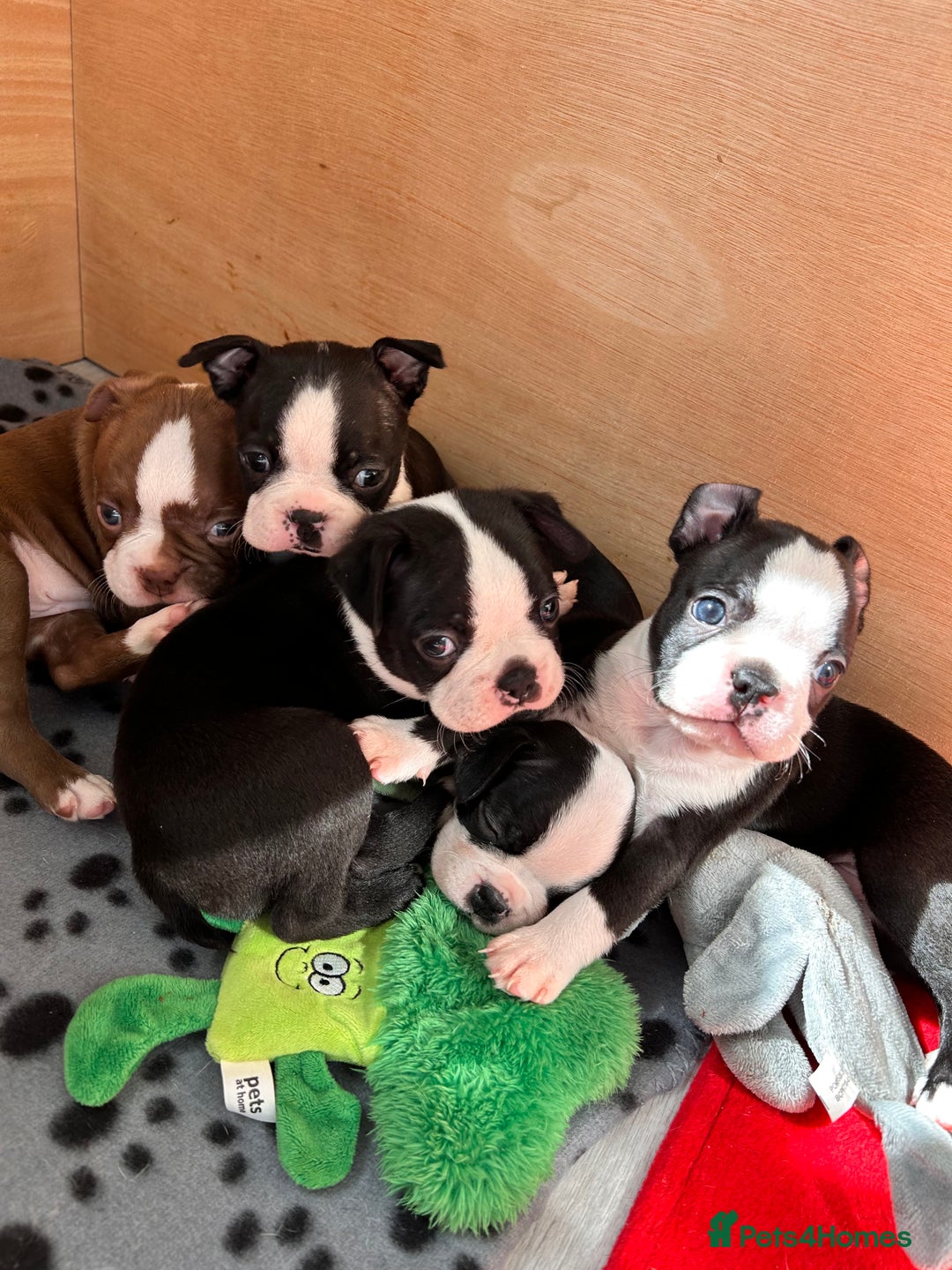 Boston Terrier dogs for sale: Beautiful Chunky KC Boston Terrier Puppies - Image 1