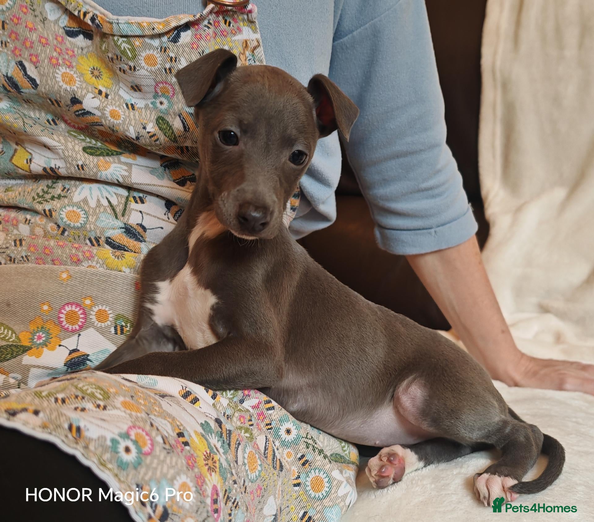 Mixed Breed dogs for sale: Wiggys for sale - Advert 2