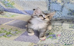 Maine Coon cats for sale: Beautiful playful Maine Coon kittens  - Image 21