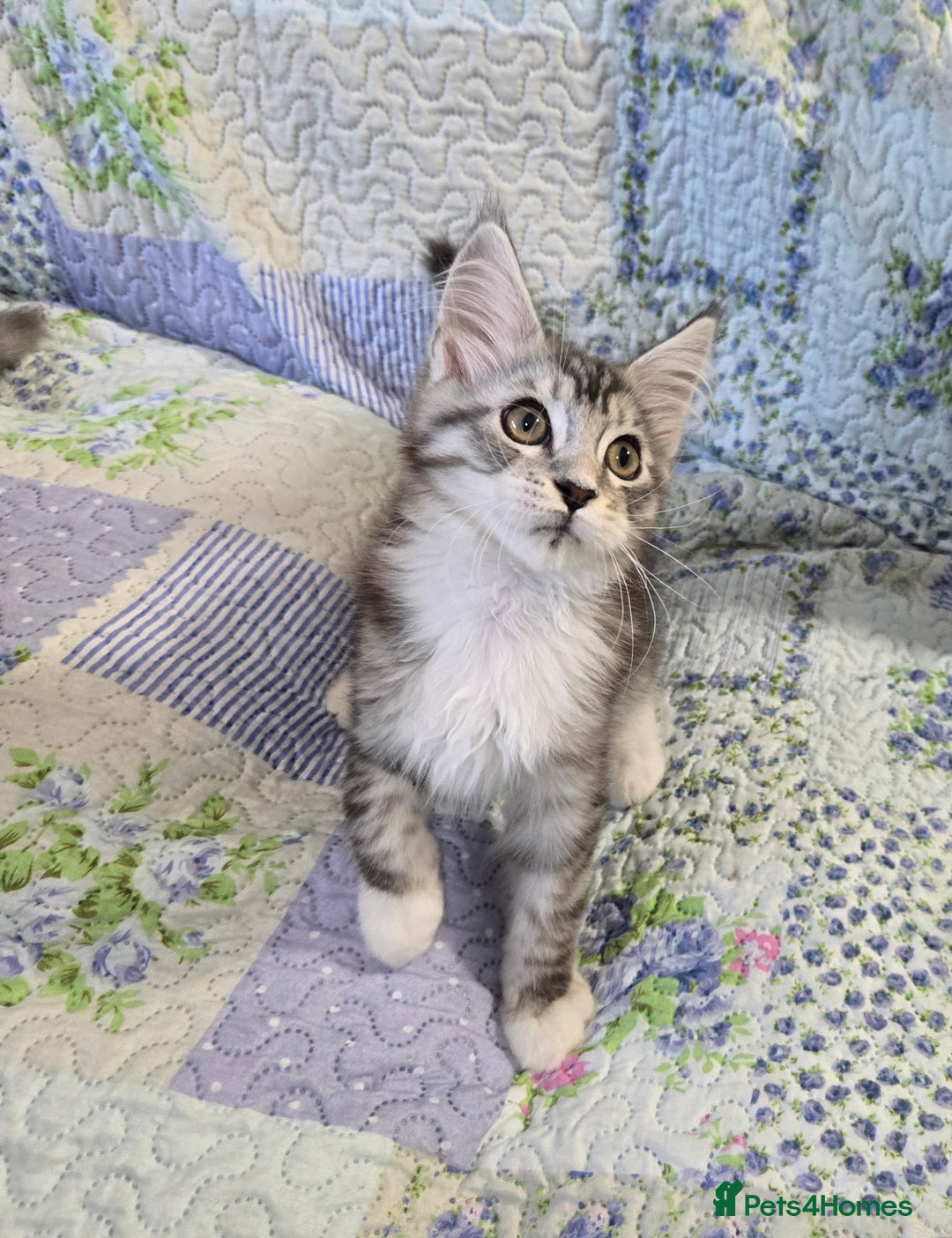 Maine Coon cats for sale: Beautiful playful Maine Coon kittens  - Image 21