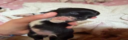 Chihuahua dogs for sale: Beautiful Chihuahua Boys 🐾 - Advert 7