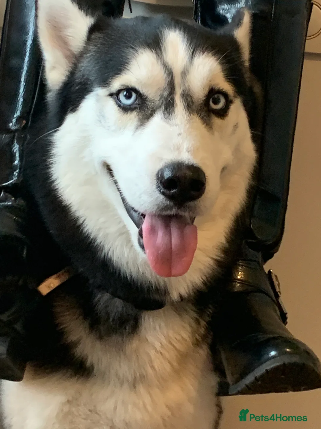 Siberian Husky dogs for stud: 🐺Lucky🐺 in Birmingham - Advert 5