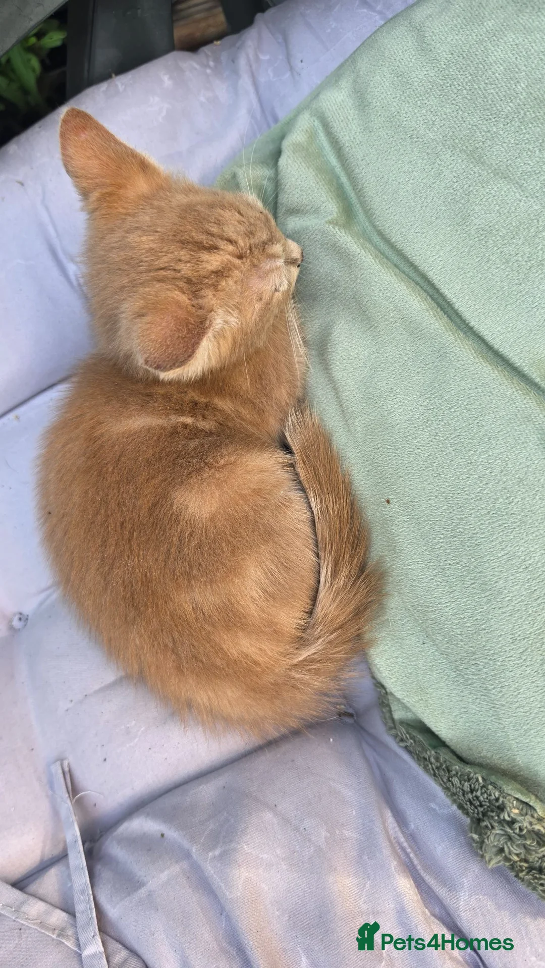 Mixed Breed cats for sale: Kittens for sale - Advert 2