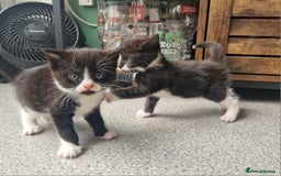 Mixed Breed cats for sale: 2 Beautiful Black & White Kittens - Image 11