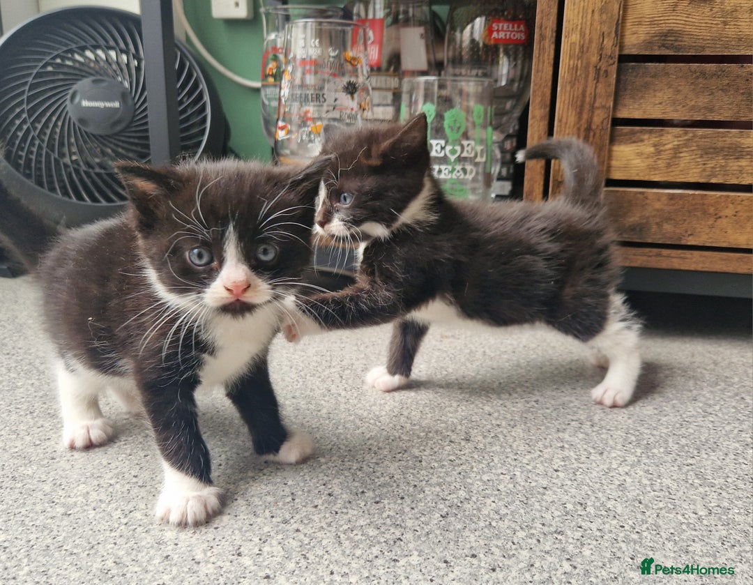 Mixed Breed cats for sale: 2 Beautiful Black & White Kittens - Image 11