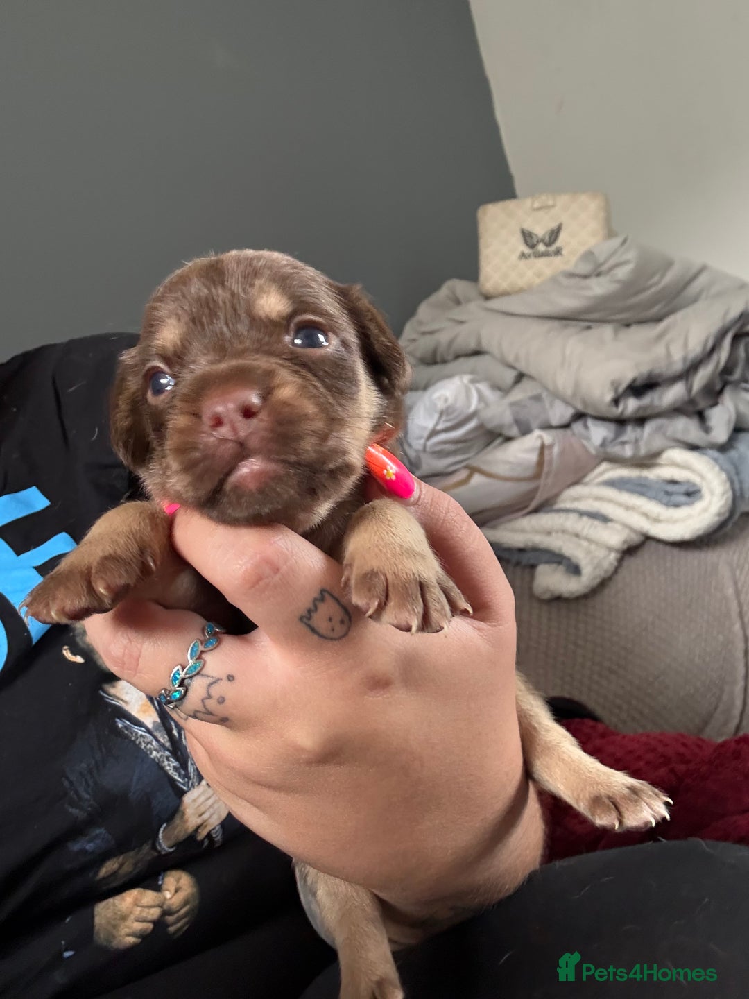 Mixed Breed dogs for sale: Mixed Breed Puppies  - Image 5