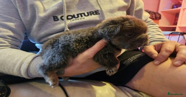 French Bulldog dogs - Advert 6