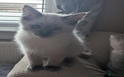 Ragdoll cats for sale: GCCF registered exclusive quality kittens - Image 4