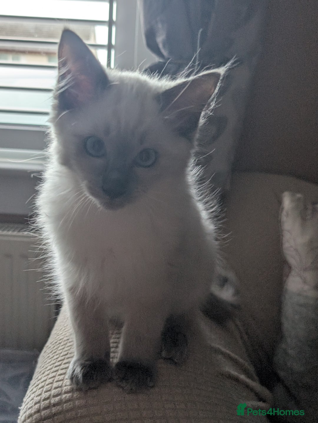 Ragdoll cats for sale: GCCF registered exclusive quality kittens - Image 4