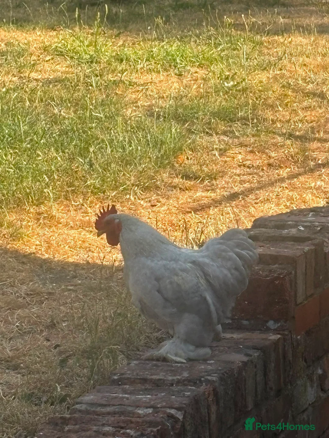 Mixed Breed birds for sale: Pekin bantams. One black one lavender in Buckingham - Advert 2