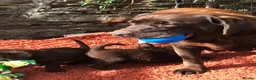Labradoodle dogs for sale: 🐾 Beautiful Dark Chocolate Labradoodle pups - Advert 20