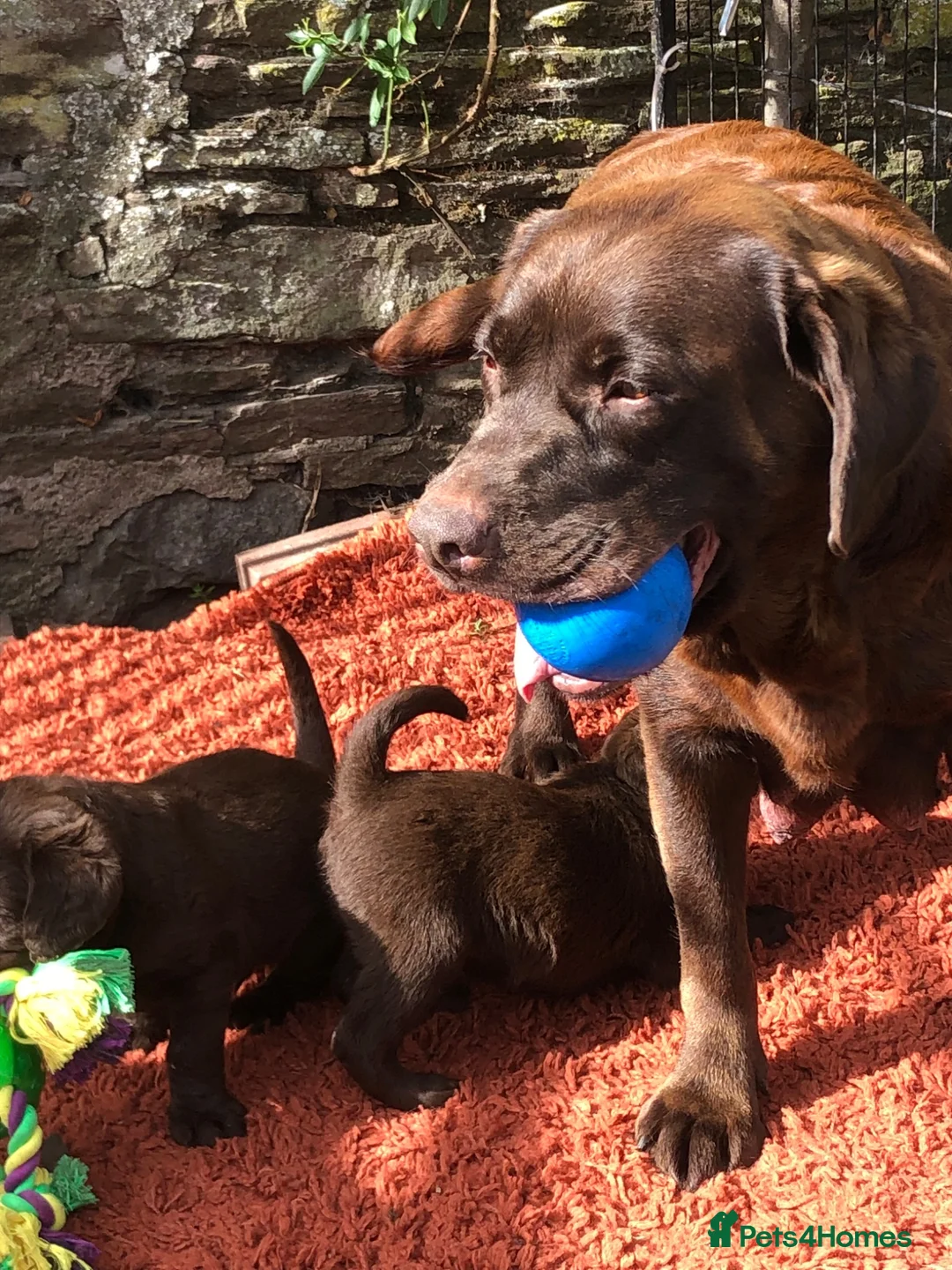 Labradoodle dogs for sale: 🐾 Beautiful Dark Chocolate Labradoodle pups - Advert 20