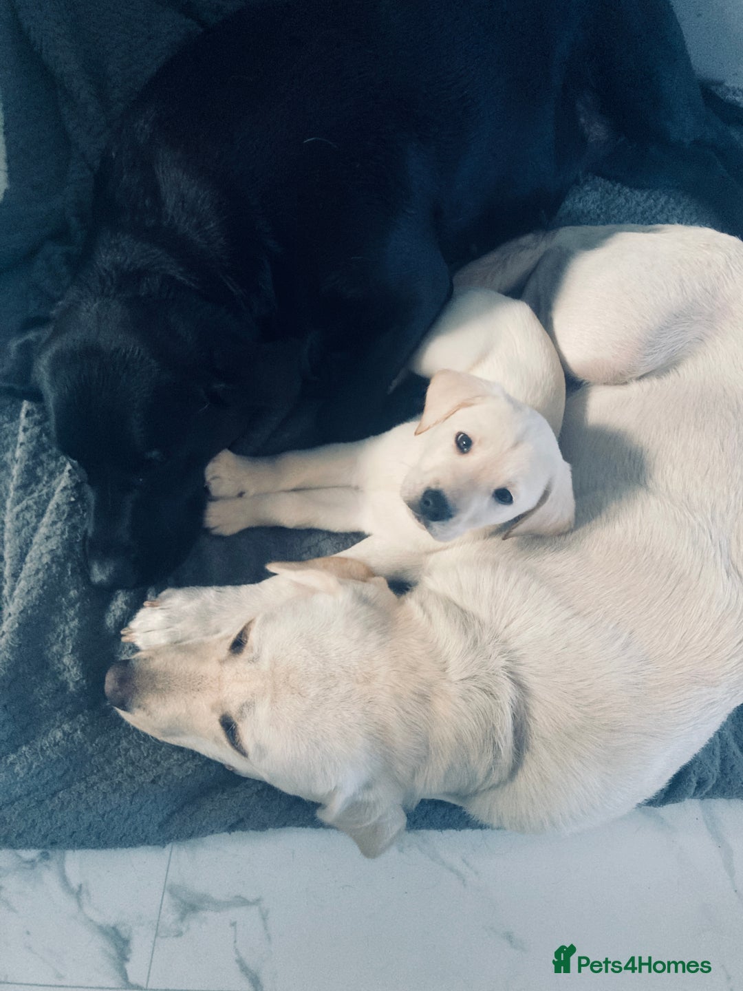 Labrador Retriever dogs for sale: 3 Color KC Labrador retriever 29. 11.2025 - Advert 21