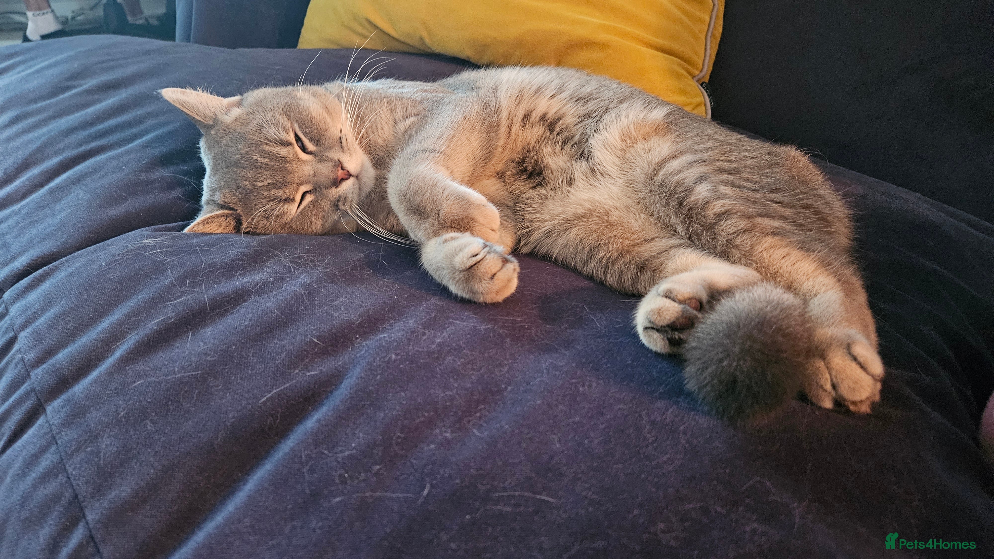 British Shorthair cats Beautiful British Shorthair  - Advert 16