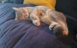 British Shorthair cats for sale: Beautiful British Shorthair  - Advert 6