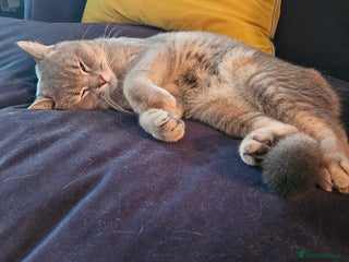 British Shorthair cats Beautiful British Shorthair - Advert 17