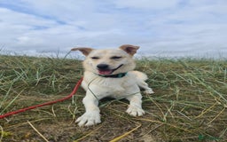 Mixed Breed dogs for adoption: Yellow for adoption - Image 1
