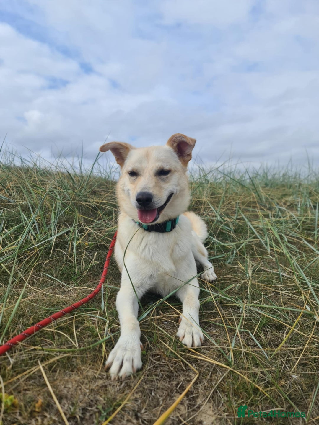 Mixed Breed dogs for adoption: Yellow for adoption - Image 1