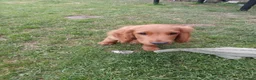 Cockapoo dogs for sale: One F2 miniature cockapoo boy left! Ready now  - Advert 4