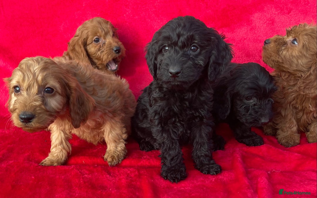 Cockapoo dogs for sale: Gorgeous cockapoo puppies - Image 11