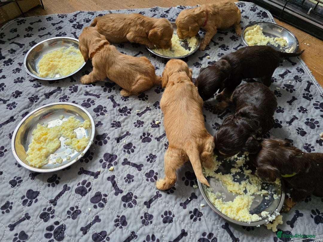 Cockapoo dogs for sale: Stunning f1b cockapoo puppies - Image 17