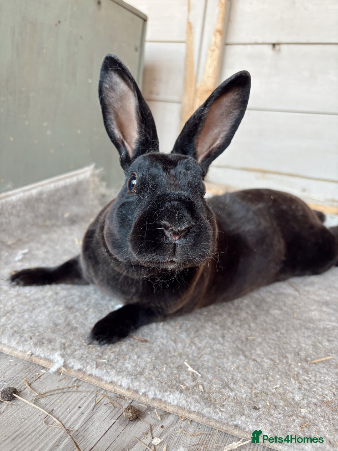 Mixed Breed rabbits for sale: Bonded Pair for rehome - Image 5