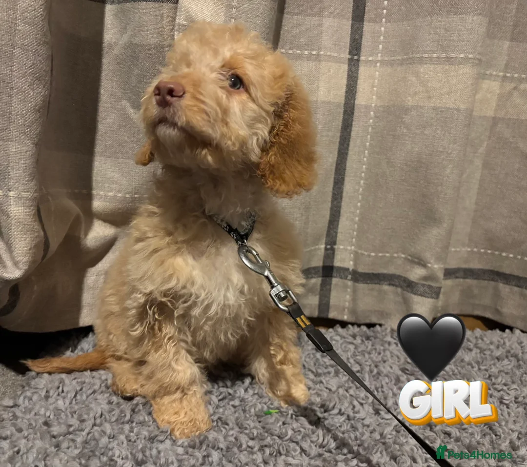 Cockapoo dogs for sale: 🐶8 Beautiful Cockapoo puppies🐶 - Advert 31