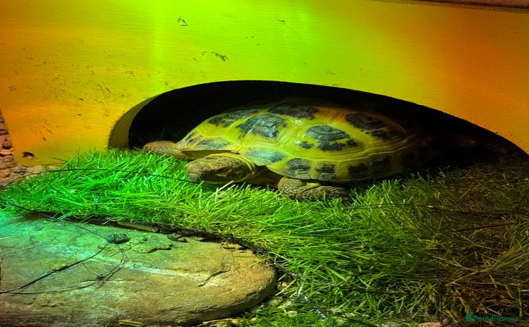 Tortoise reptiles - Advert 2