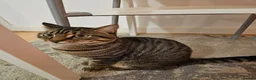 American Shorthair cats for sale: Caring cat lover for milo the cat - Advert 2