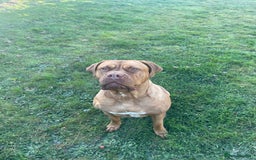 Dogue De Bordeaux dogs for sale: Female dogue de Bordeaux - Image 2