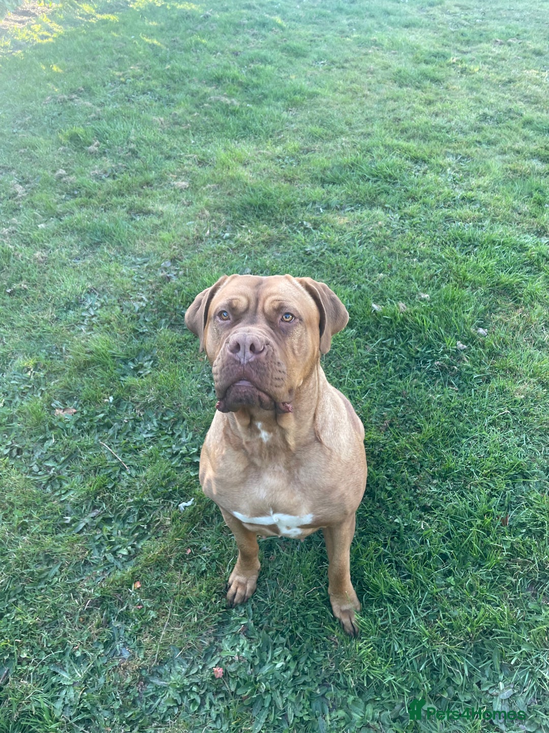 Dogue De Bordeaux dogs for sale: Female dogue de Bordeaux - Image 2