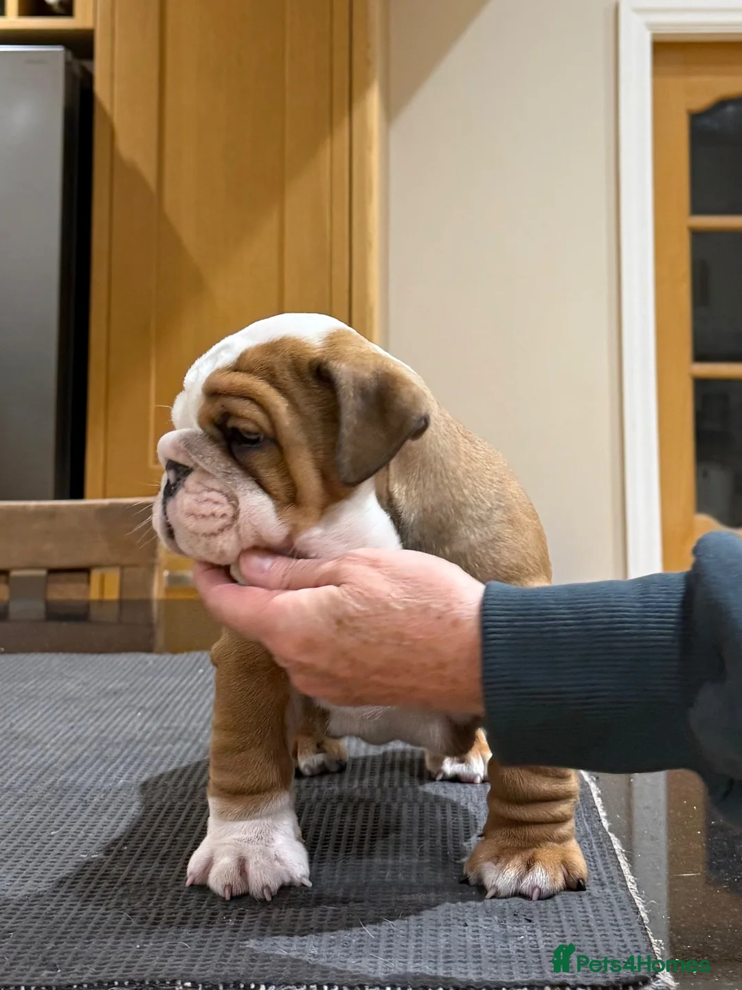 English Bulldog dogs for sale: Ch Sired Bulldog Puppies  - Advert 8