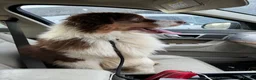 Australian Shepherd dogs for sale: Exceptional KC reg Australian shepherds - Advert 16