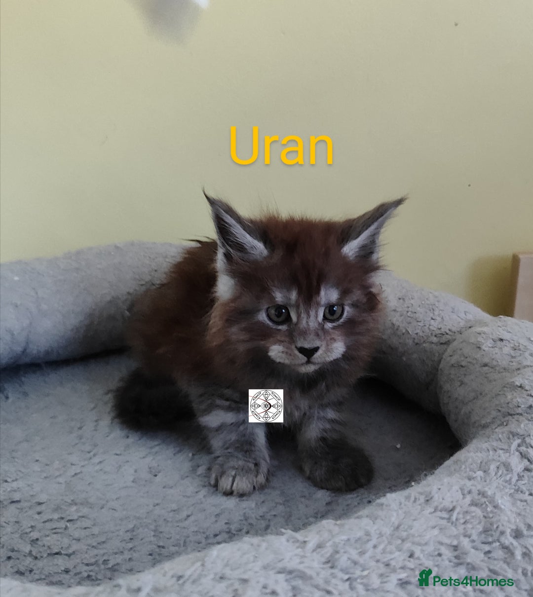 Maine Coon cats for sale: Absolutelly gorgeous kittens  - Image 12