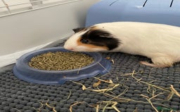 Guinea Pig rodents for sale: Two male guinea pigs with cage and accessories  - Image 9
